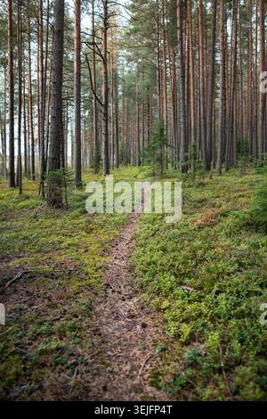 Ein schmaler Pfad durch den Herbstwald mit Reihen von Kiefern, die hoch auf dem gewundenen Pfad stehen Stockfoto