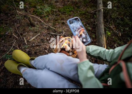 Pilze im Korb auf Waldlichtung fotografieren, Bloggen. Nicht erkennbare Frauenhand mit Telefon Stockfoto