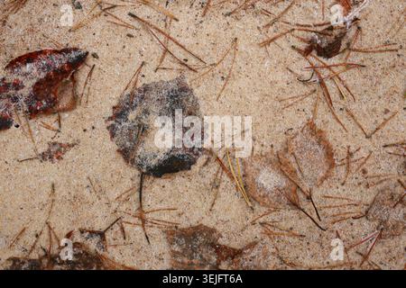 Abgefallene trockene Herbstblätter, bedeckt mit Frost auf einem Sand Stockfoto