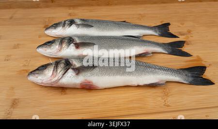 Europäischer Seebarsch oder Dicentrarchus labrax, ganzer roher Labrax, frischer Wolfsbarsch, drei gewöhnliche Bassfische, weiße Bässe, Meerbarbe, Meerdace, Loup de me Stockfoto
