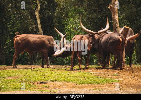 Eine Gruppe von Ankole-Watusi-Rindern (Bos taurus) steht auf grasbewachsenem Boden, umgeben von Bäumen. Diese Tiere haben ein markantes, großes, sichelförmiges Horn Stockfoto