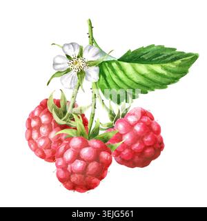Zweig mit drei Reifen Himbeeren mit grünen Blättern. Original handgezeichnete Aquarellabbildung isoliert auf weißem Hintergrund Stockfoto