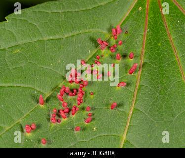 Biologie - Schäden an einem Ahornblatt durch Parasiten - Ahorngelbmilben. Hochwertige Fotos Stockfoto