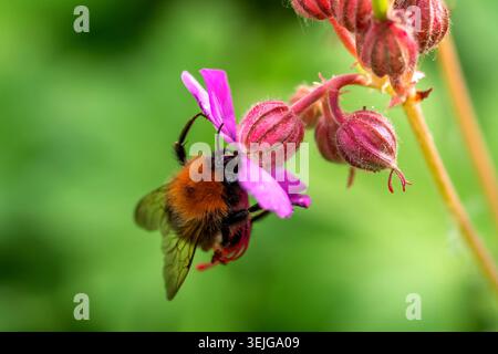 Nahaufnahme einer Hummel auf der Suche nach Pollen an einer blühenden Blume Stockfoto