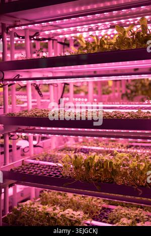 Microgreens unter den Lichtern. Vertikale intelligente Indoor-Farm mit Hydrokultur auf Stapeln im Gewächshaus Stockfoto