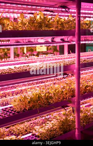 Microgreens unter den Lichtern. Vertikale intelligente Indoor-Farm mit Hydrokultur auf Stapeln im Gewächshaus Stockfoto