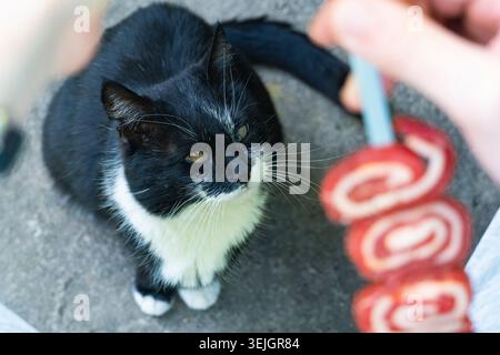 Schwarz-weiße Katze, die auf Beton sitzt und einen Futterspieß anstarrt, der von einer Person gehalten wird, symbolisiert Neugier, Lebensstil von Haustieren und Mensch-Tier-Innenseite Stockfoto