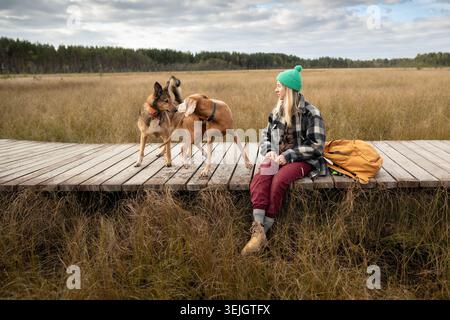 Zwei Hunde treffen sich bei einem täglichen Spaziergang im Herbstmoor, spielen zusammen mit Wanderfrauen Stockfoto