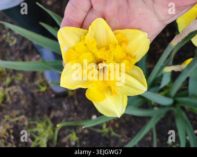 Person, die blühende Narzissen in der Handpalme hält. Blühende Narzissen-Blüte am Frühlingstag. Narzissen-Blume Nahaufnahme. Blühende Blüte mit gelben Blüten, Staubblättern, grünen Blättern. Natürlich Stockfoto