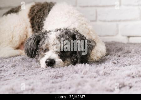 Niedlicher gemischter Rassen-Terrierhund, der auf flauschigem grauen Teppich zu Hause sitzt, weißer Backsteinmauerhintergrund Stockfoto