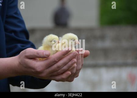 Ein Mann hält zwei Tage alte Küken in der Hand. Stockfoto