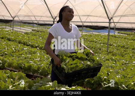 Afroamerikanerin mit Plastikkiste gefüllt mit Salat zwischen Reihen im Metallreihenhaus. Gartenbau, Bio, Sustain Stockfoto