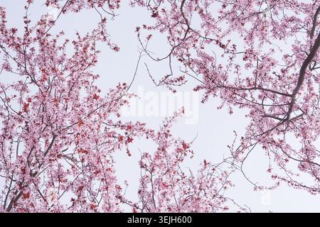 Kirschblüten und blauer Himmel, Blick von unten Stockfoto