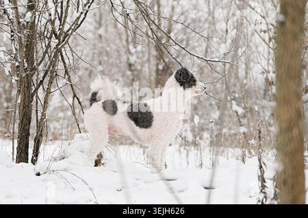 Niedlicher Mischlingshund, der im verschneiten Wald spaziert Stockfoto