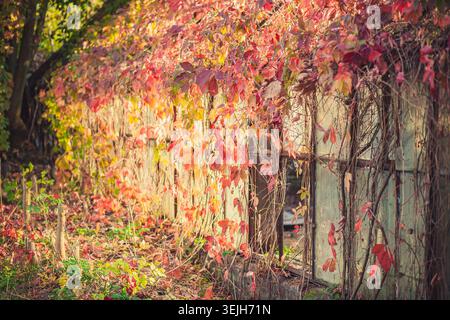 Lebhafte Herbstblätter wilder Trauben bedecken die rustikale verlassene Gebäudemauer, die in warmes goldenes Sonnenlicht getaucht ist. Farbenfrohe, saisonale Laub zeigt rot, ora Stockfoto