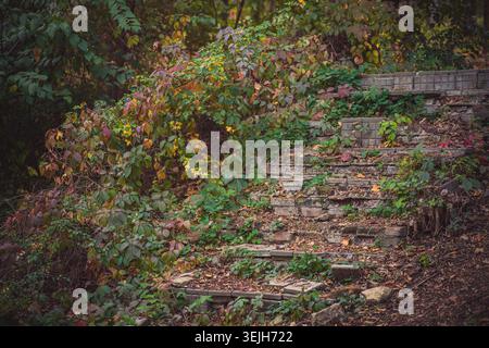 Verlassene gemauerte Betontreppe, teilweise gebrochen, überdachtes üppiges grünes, gelbes, rotes Herbstlaub. Gefallene braune Blätter decken die Stufen ab und erzeugen Rost Stockfoto