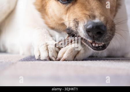Niedlicher Schäferhund, der trockene Rindfleisch-Snack auf dem Teppich zu Hause isst Stockfoto