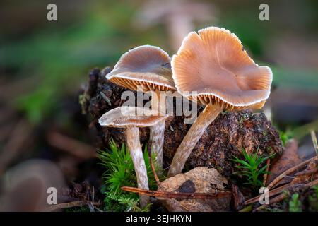 Großaufnahme von braunen Pilzen mit zarten Kappen, die aus dunklem Boden wachsen, der mit grünem Moos überzogen ist. Stockfoto