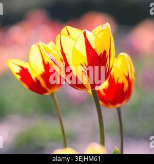 Nahaufnahme leuchtender roter und gelber Tulpen, die in einem sonnigen Frühlingsgarten blühen Stockfoto