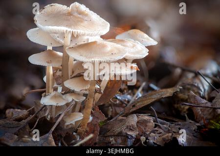 Nahaufnahme einer Gruppe von zarten weißen Pilzen, bedeckt mit winzigen Tautropfen, die auf einem Bett aus trockenen, gefallenen Blättern in einem Wald wachsen. Stockfoto