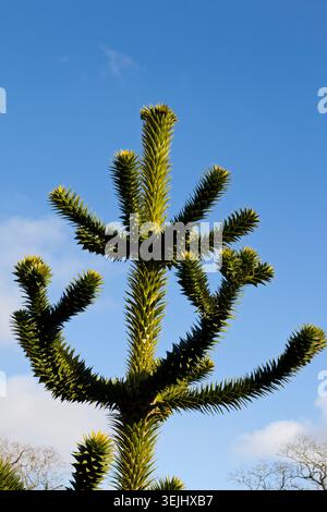 Affe Puzzle Baumwipfel Stockfoto