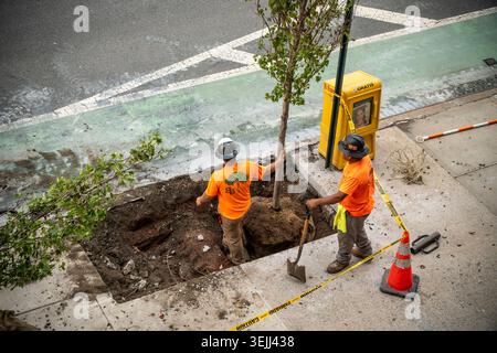 Bauunternehmer der Stadt New York Pflanzen Straßenbäume an der Ninth Avenue in Chelsea am Dienstag, den 26. Mai 2026. (© Richard B. Levine) Stockfoto