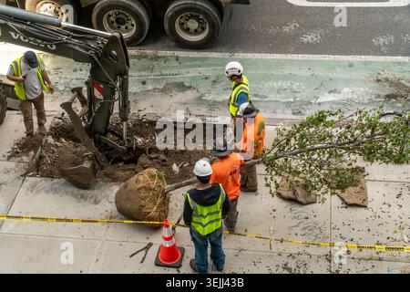 Bauunternehmer der Stadt New York Pflanzen Straßenbäume an der Ninth Avenue in Chelsea am Dienstag, den 26. Mai 2026. (© Richard B. Levine) Stockfoto