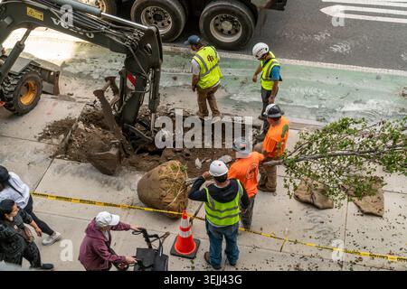 Bauunternehmer der Stadt New York Pflanzen Straßenbäume an der Ninth Avenue in Chelsea am Dienstag, den 26. Mai 2026. (© Richard B. Levine) Stockfoto