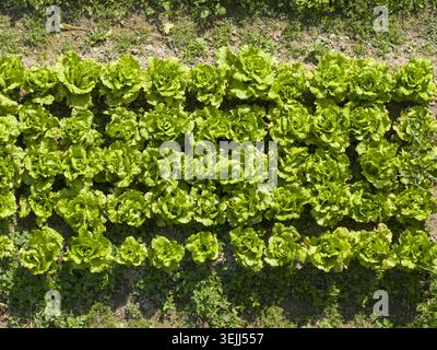 Aus der Vogelperspektive lebendiger grüner Salat, der in ordentlichen Reihen auf einer Farm mit fruchtbarem braunem Boden in Taiwan wächst. Stockfoto