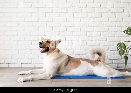 Niedlicher gemischter Hund, der auf einer kühlen Matte liegt und auf weißem Backsteinmauerhintergrund aufblickt Stockfoto