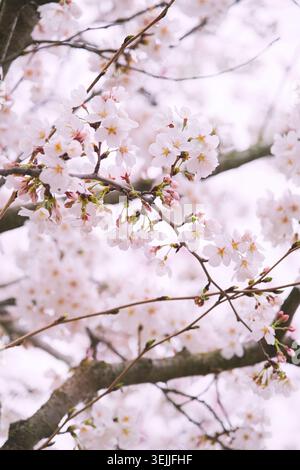 Kirschblüten oder Sakura im Frühling von unten Stockfoto