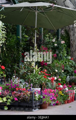 Blumenfest in Tiflis Georgien. Schöne Blumen und Pflanzen für Zuhause oder Garten, weicher Fokus. Verschiedene Sträuße in Körben zum Verkauf auf dem Straßenmarkt Stockfoto