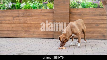 Obdachloser Hund brauner Farbe auf der Straße im Sommer Stockfoto