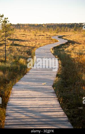 Ökologischer Holzwanderweg, der bei Sonnenuntergang durch herbstliche Sumpfmoore im Naturpark liegt. Stockfoto