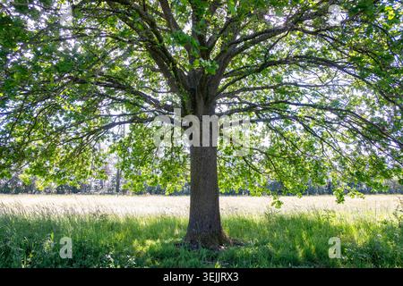 Eine englische Eiche, deren Blätter in der Frühlingssonne in Worcestershire, England, zum Leben erwachen. Stockfoto