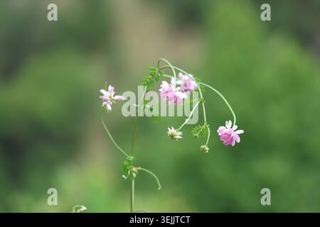 Wilde Securigera Varia (Coronilla varia) blüht mit rosa und weißen Kronenwicken-Blüten in der Natur Stockfoto