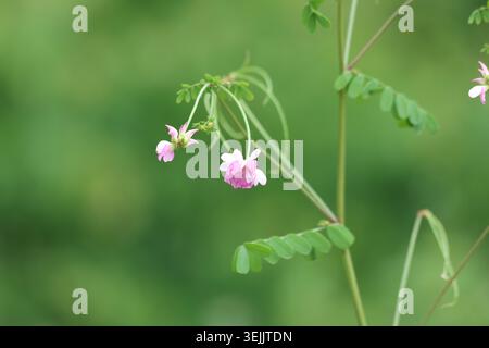 Wilde Securigera Varia (Coronilla varia) blüht mit rosa und weißen Kronenwicken-Blüten in der Natur Stockfoto