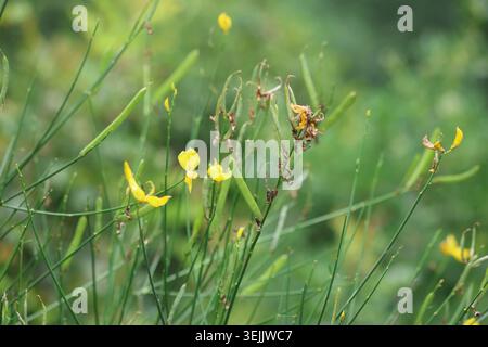 Gelbe spanische Besen Spartium Junceum Blumen auf grünem Rush wie Stiele Stockfoto