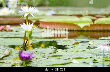 Lotus und Seerosen im Teich Stockfoto