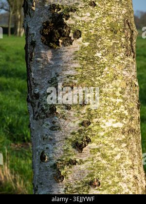 Blick auf die Rinde einer Birkenpappel (lat: Populus simonii) in Ostfriesland, Niedersachsen im Frühjahr. Stockfoto