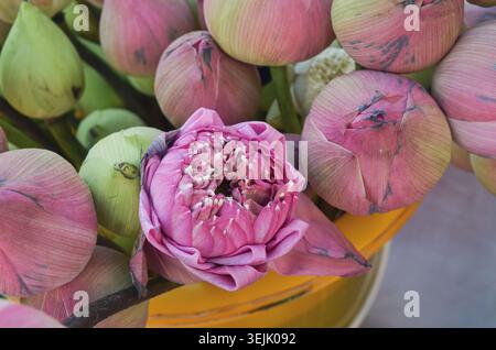 Blühende rosa Lotusblüte umgeben von ungeöffneten Lotusknospen. Traditionelles Symbol für Buddhismus, Spiritualität und asiatische Kultur. Stockfoto