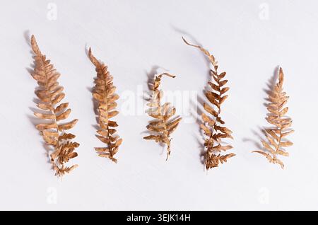 Elegantes Herbsthintergrund Herbarium mit trockenen braunen Farnblättern in Reihe im Sonnenlicht mit bizarrem Schatten auf weißem Holz Stockfoto