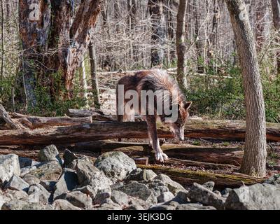 Dunkel beschichteter Wolf, der durch Wälder über Baumstämme und Felsen zieht, in einem offenen Moment der Tierwelt gefangen. Stockfoto