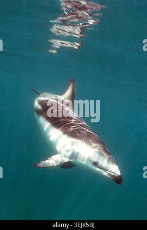 Argentinien - Puerto Madryn, Springender Delfin Stockfoto
