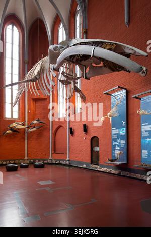 Finnwal (Balaenoptera physalus), Skelett, Ausstellung, Deutsches Ozeanographisches Museum, Dominikanerkloster, Hansestadt, Stral Stockfoto