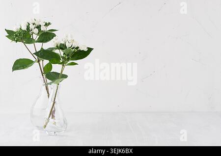 Sanfter minimalistischer Blumenstrauß in exquisiter transparenter Vase mit weißen kleinen Blüten und grünen Blättern auf weißem Regal, einfaches Zuhause DE Stockfoto