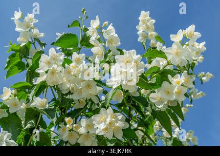 Weiße Jasminblüten blühen auf einem Jasminstrauch (Philadelphus) vor einem klaren blauen Himmel. Diese stark duftende Pflanze ist weithin als Garten-Jasmin bekannt Stockfoto