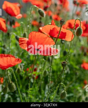 Leuchtend rote Mohnblumen blühen in scharfem Fokus, vor einem unscharfen natürlichen grünen Feld. Diese Nahaufnahme fängt die zarten Blütenblätter und die komplizierte da ein Stockfoto