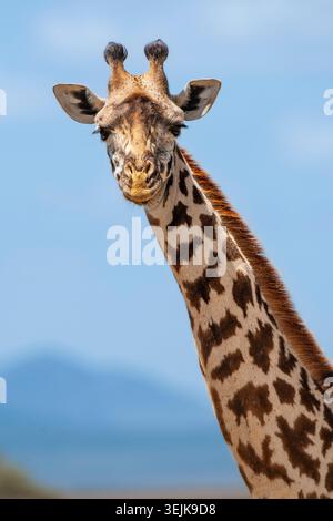 Masai Giraffe (Giraffa camelopardalis tippelskirchi), Porträt, Masai Mara Nationalpark, Kenia, Ostafrika Stockfoto