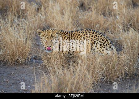 Leopard (Panthera Pardus), Khomas Region, Namibia Stockfoto